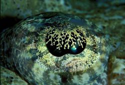 Crocodile fish eye, shot while he rested on the sand @ 24... by Andrew Woodburn 